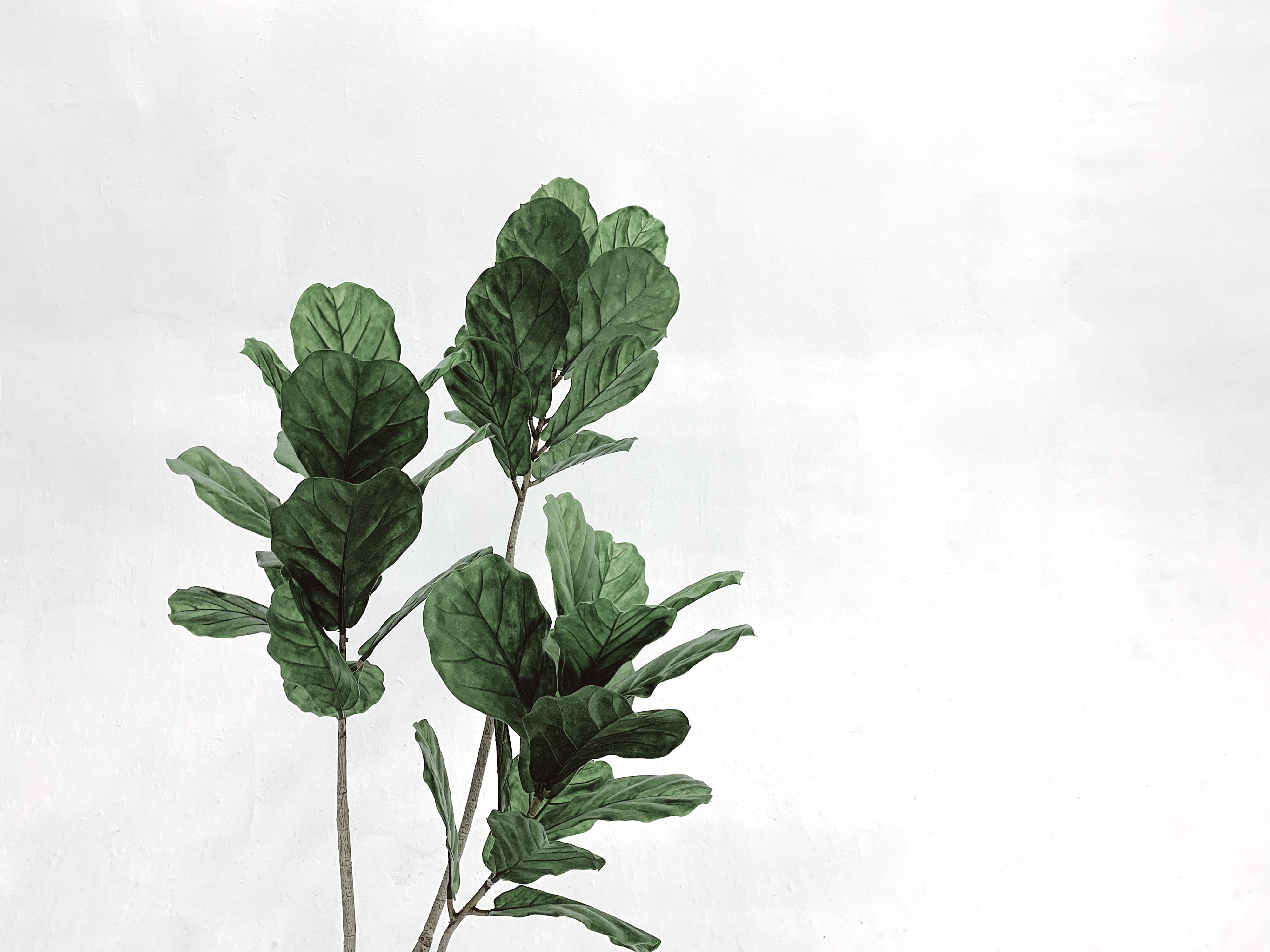 Veggie ipsum