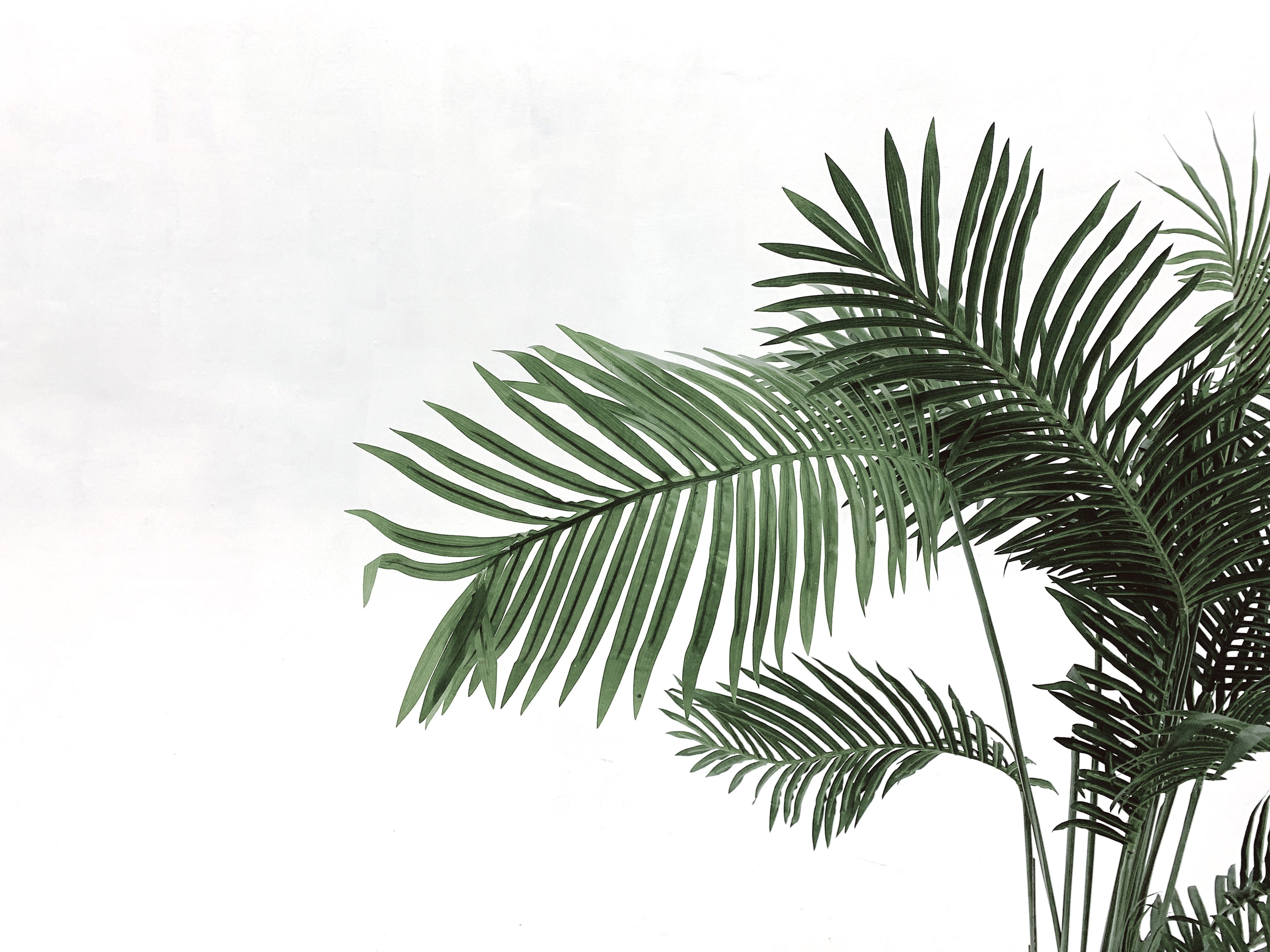 How to water plants during warm or hot seasons