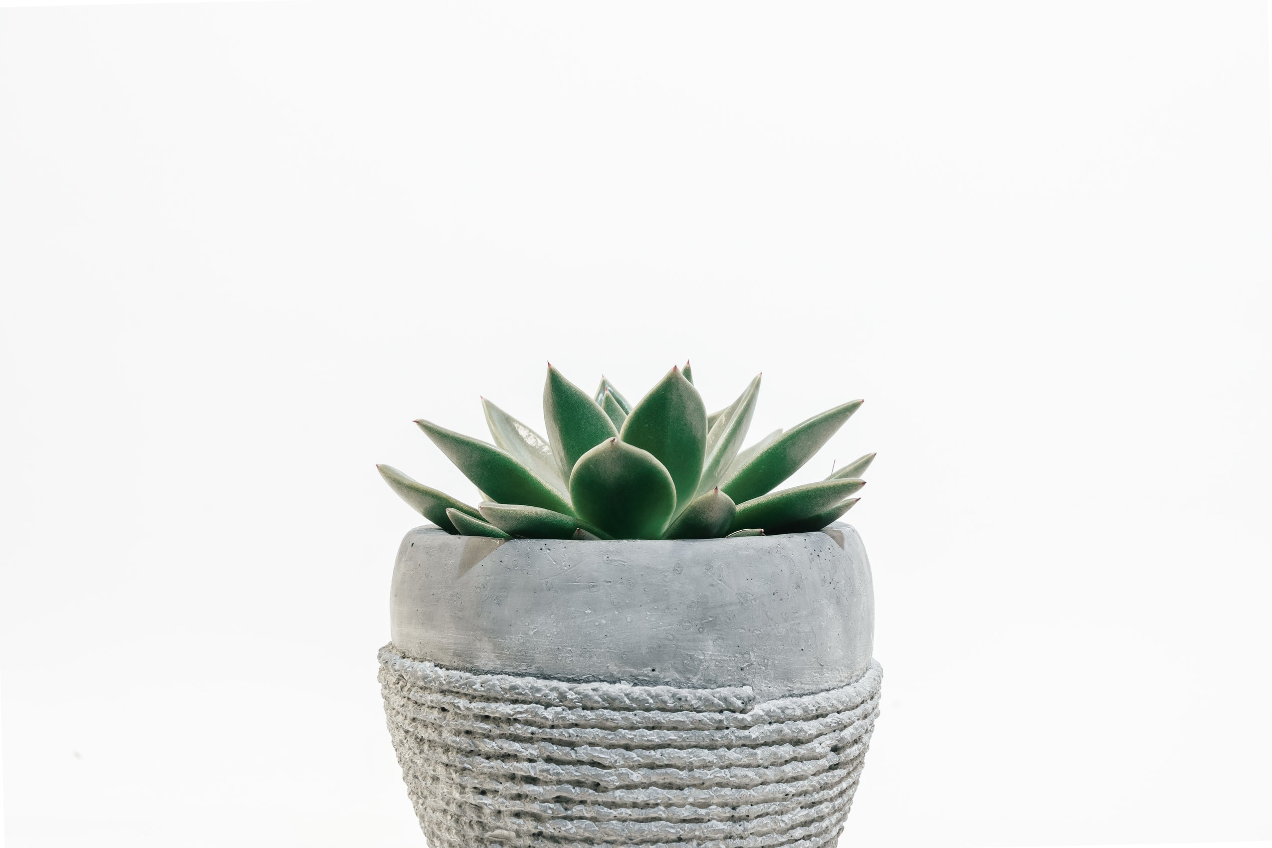 Plants with media