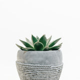 Plant with media