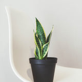 Tropical plants
