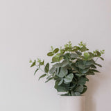 Wooden Plant Shelves