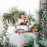 Wooden Plant Shelves